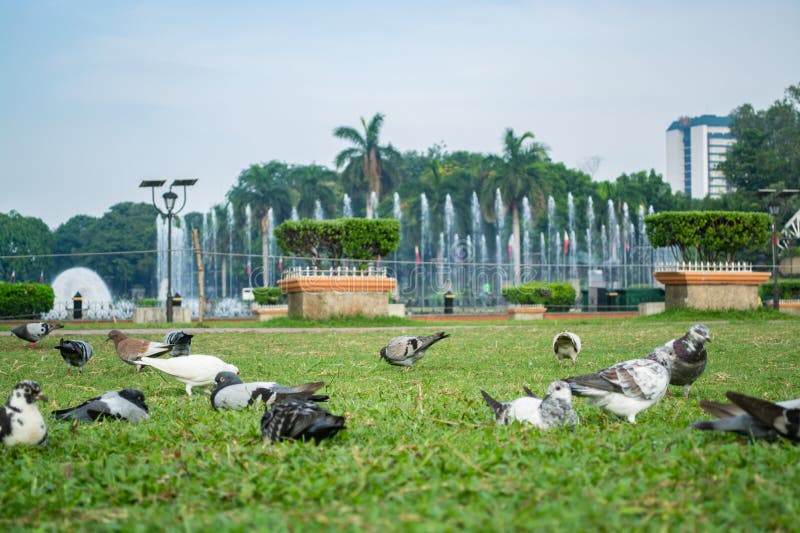 Rizal Park, Manila, Philippines July 2, 2014: Pigeons feeding on the grass with the water fountain at the background at the Rizal Park in Manila, Philippines. Rizal Park, Manila, Philippines July 2, 2014: Pigeons feeding on the grass with the water fountain at the background at the Rizal Park in Manila, Philippines