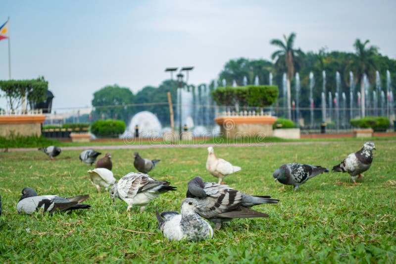 Rizal Park, Manila, Philippines July 2, 2014: Pigeons feeding on the grass with the water fountain at the background at the Rizal Park in Manila, Philippines. Rizal Park, Manila, Philippines July 2, 2014: Pigeons feeding on the grass with the water fountain at the background at the Rizal Park in Manila, Philippines