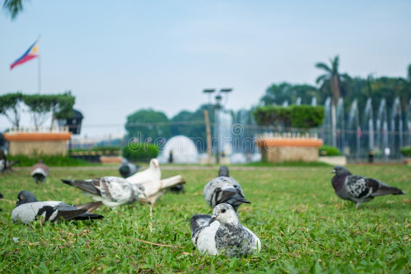 Rizal Park, Manila, Philippines July 2, 2014: Pigeons feeding on the grass with the water fountain at the background at the Rizal Park in Manila, Philippines. Rizal Park, Manila, Philippines July 2, 2014: Pigeons feeding on the grass with the water fountain at the background at the Rizal Park in Manila, Philippines