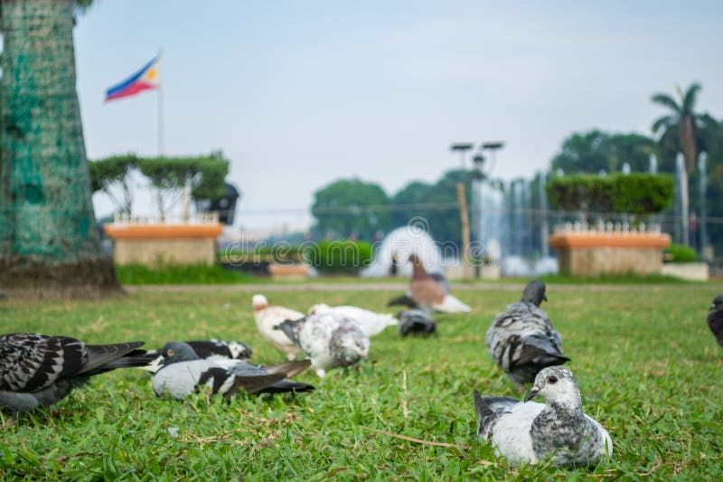 Rizal Park, Manila, Philippines July 2, 2014: Pigeons feeding on the grass with the water fountain at the background at the Rizal Park in Manila, Philippines. Rizal Park, Manila, Philippines July 2, 2014: Pigeons feeding on the grass with the water fountain at the background at the Rizal Park in Manila, Philippines