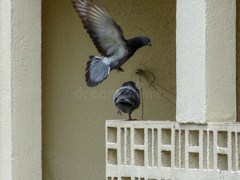 2 gray city pigeons.  one flying and one on a balcony. 2 gray city pigeons.  one flying and one on a balcony