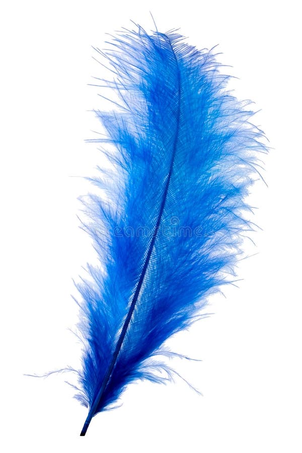 Blue feather isolated on white background. Blue feather isolated on white background