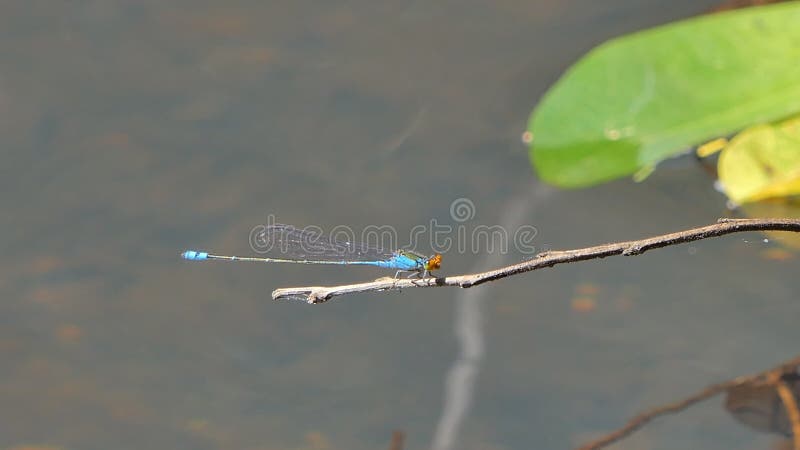 Голубой dragonfly fl y damsel филиала на водопад.