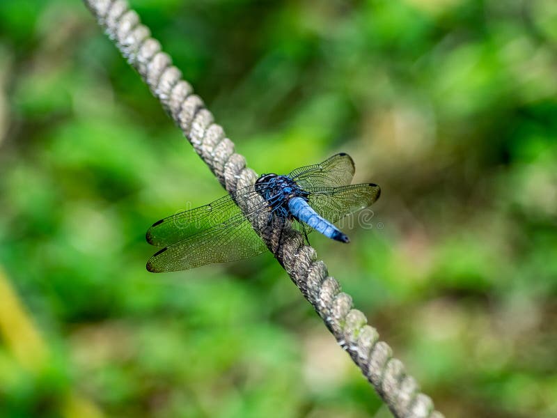 Голубой dragonfly на загородке веревочки стоковые изображения Голубой dragonfly на загородке веревочки стоковые изображения