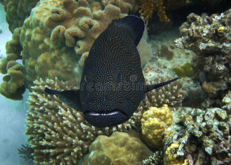 голубой grouper запятнал стоковые изображения