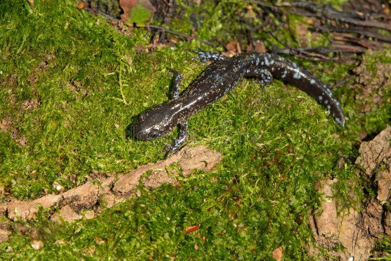 голубой запятнанный salamander стоковые фотографии rf