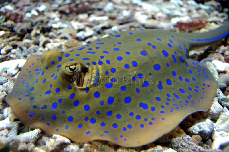 голубой запятнанный stingray стоковая фотография rf