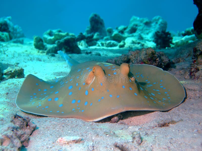 голубой запятнанный stingray стоковое фото rf