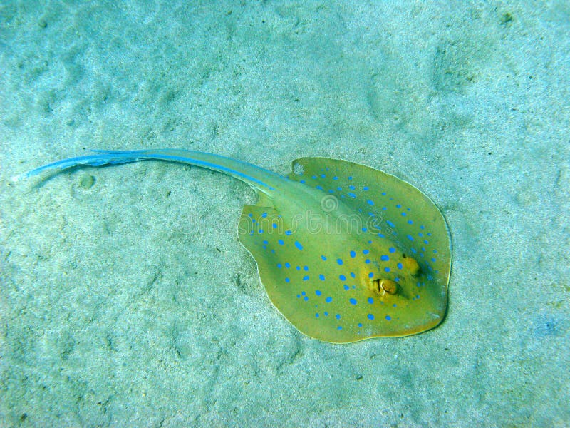 голубой запятнанный stingray стоковые фото
