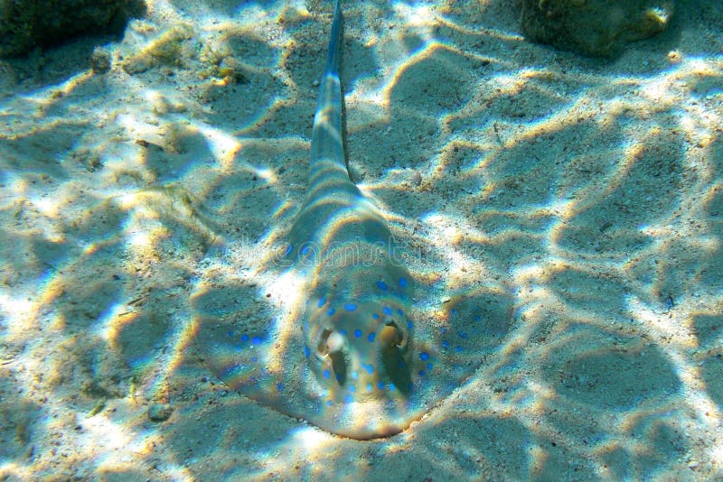Голубой запятнанный stingray на песочном дне стоковое фото