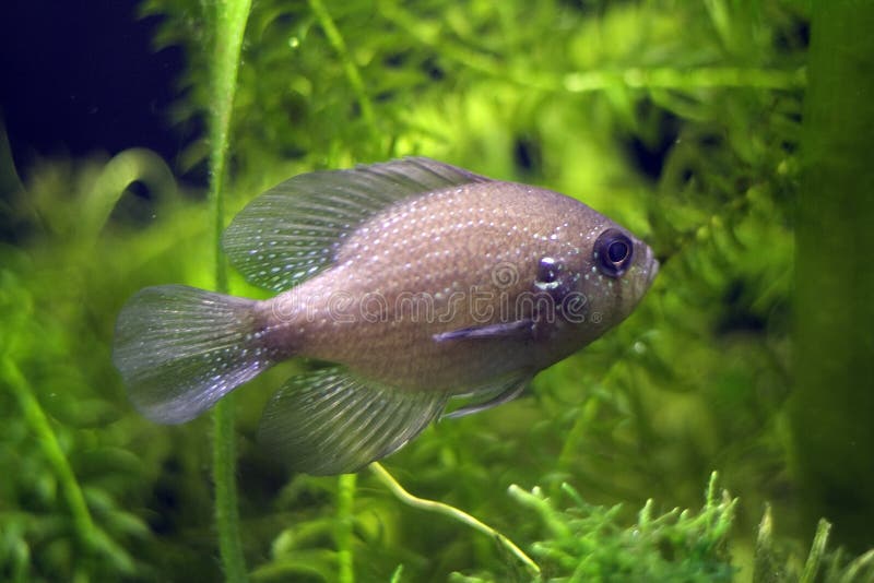 голубой запятнанный sunfish стоковое изображение
