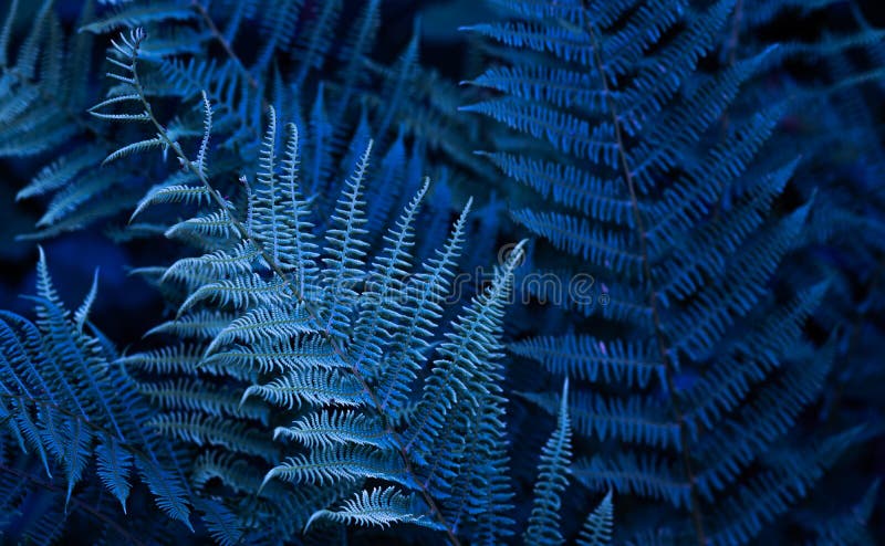 blue, turquoise forest fern leaves with night blue light. Closeup of fren plant pattern, natural background. Trendy fiolage picture useful in modern design. Tropical, fashionable style. blue, turquoise forest fern leaves with night blue light. Closeup of fren plant pattern, natural background. Trendy fiolage picture useful in modern design. Tropical, fashionable style.
