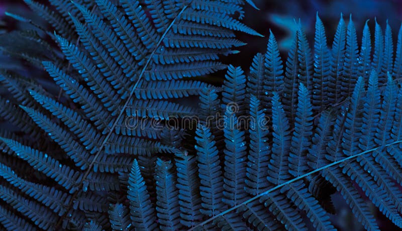 Blue, turquoise forest fern leaves with night blue light. Closeup of fren plant pattern, natural background. Trendy fiolage picture useful in modern design. Tropical, fashionable style. Blue, turquoise forest fern leaves with night blue light. Closeup of fren plant pattern, natural background. Trendy fiolage picture useful in modern design. Tropical, fashionable style.