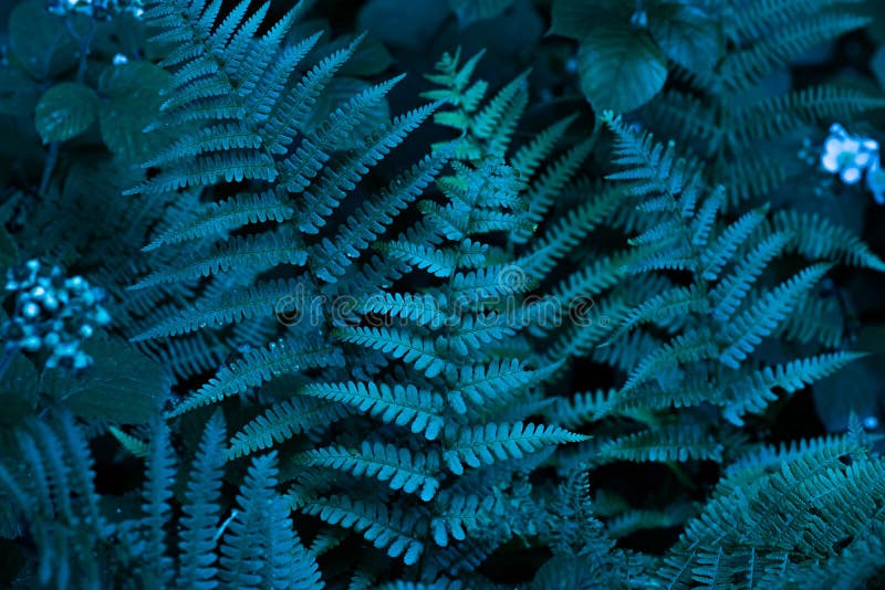 Cyan blue, turquoise forest fern leaves with night blue light. Closeup of fren plant pattern, natural background. Trendy fiolage picture useful in modern design. Cyan blue, turquoise forest fern leaves with night blue light. Closeup of fren plant pattern, natural background. Trendy fiolage picture useful in modern design.