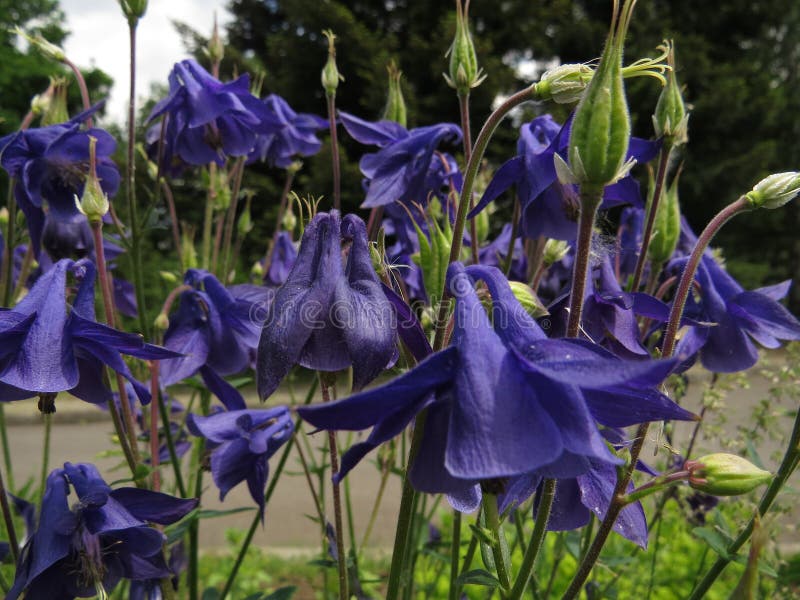 Голубые цветки весной Bonnet Aquilegia или бабушки или columbine стоковые фото Голубые цветки весной Bonnet Aquilegia или бабушки или columbine стоковые фото