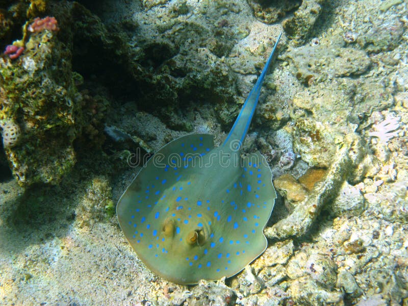 голубым stingray запятнанный Красным Морем стоковая фотография