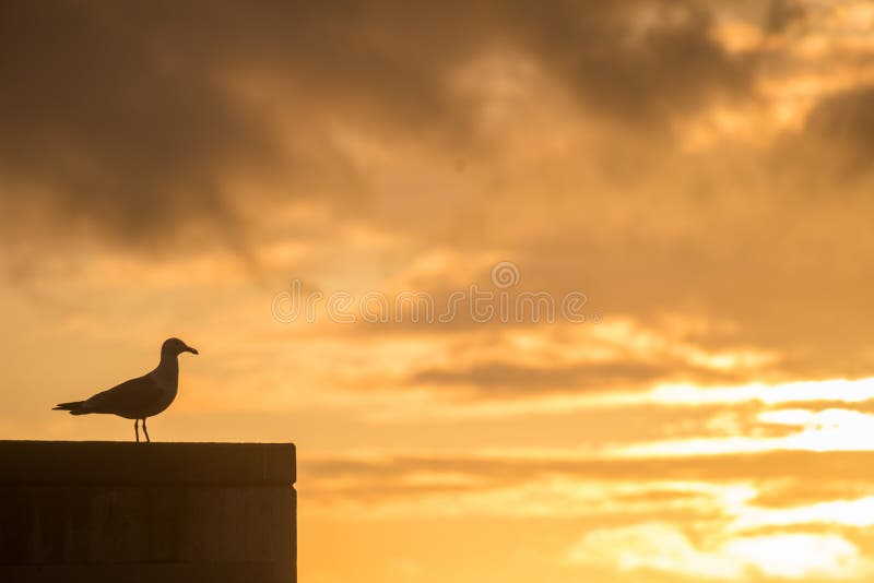 A Pigeon Watching the Sunset in Porto near the Douro River during Spring. A Pigeon Watching the Sunset in Porto near the Douro River during Spring.