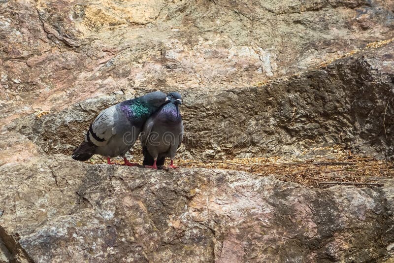 2 pigeons kissing on the rocks love birds valantines day. 2 pigeons kissing on the rocks love birds valantines day