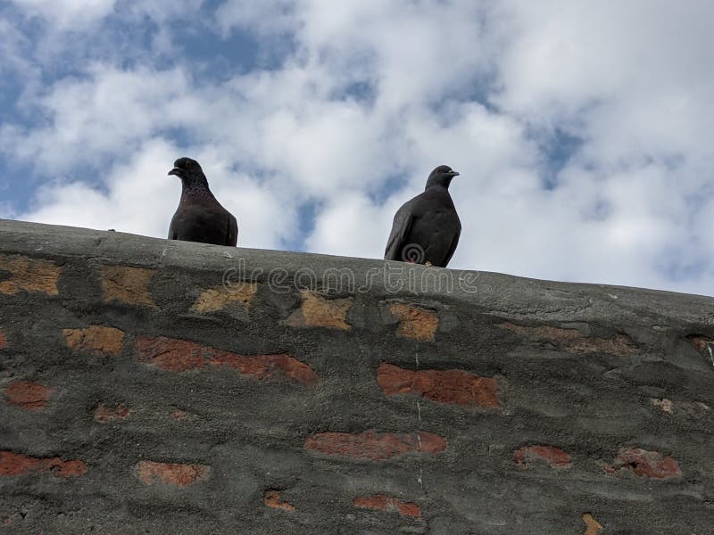 2 Pigeons Sitting On A Wall. 2 Pigeons Sitting On A Wall