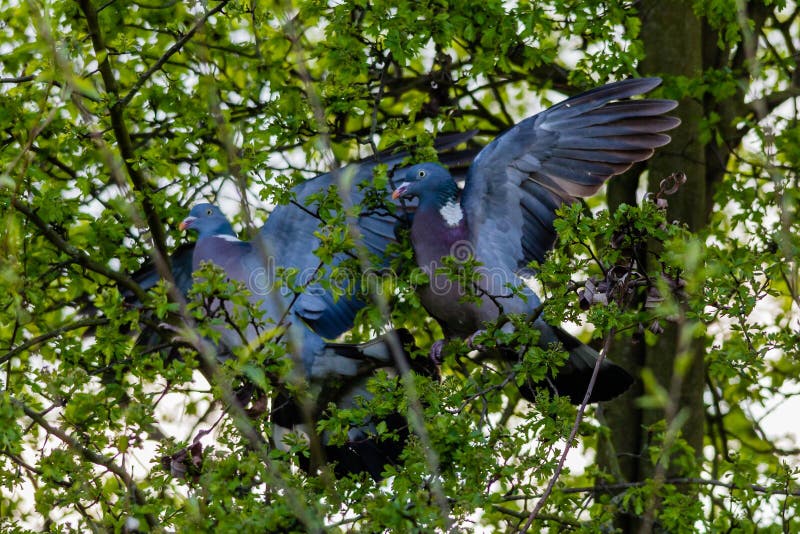 2 wood pigeons fighting in a tree, on a spring day. 2 wood pigeons fighting in a tree, on a spring day.