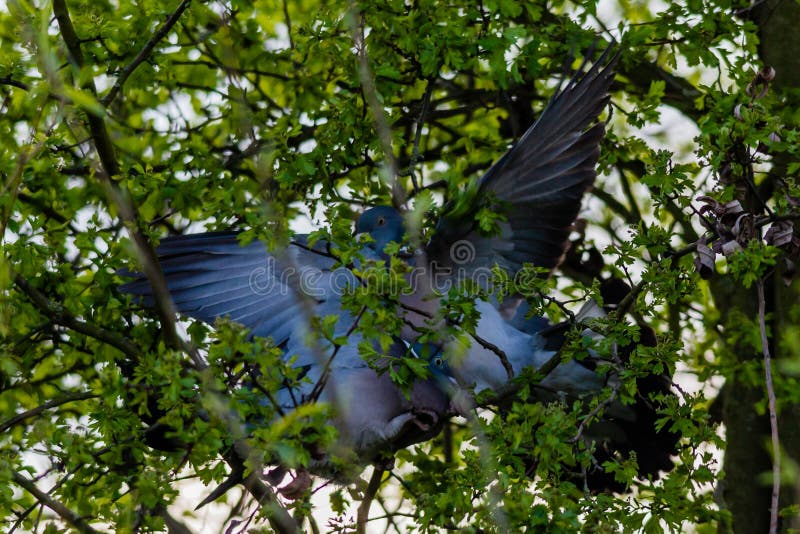 2 wood pigeons fighting in a tree, on a spring day. 2 wood pigeons fighting in a tree, on a spring day.