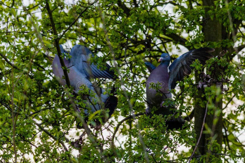 2 wood pigeons fighting in a tree, on a spring day. 2 wood pigeons fighting in a tree, on a spring day.