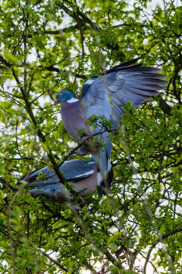 2 wood pigeons fighting in a tree, on a spring day. 2 wood pigeons fighting in a tree, on a spring day.