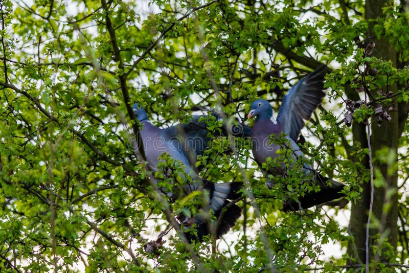 2 wood pigeons fighting in a tree, on a spring day. 2 wood pigeons fighting in a tree, on a spring day.