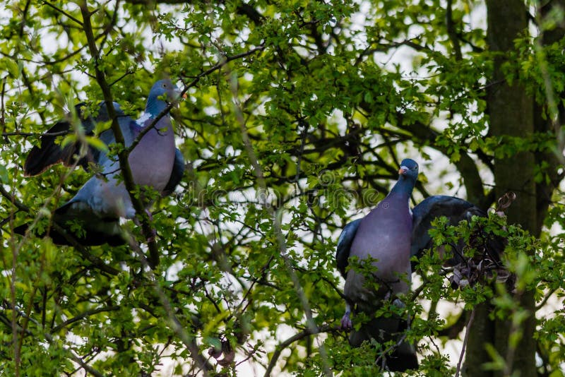 2 wood pigeons fighting in a tree, on a spring day. 2 wood pigeons fighting in a tree, on a spring day.