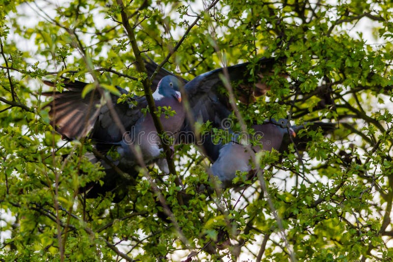 2 wood pigeons fighting in a tree, on a spring day. 2 wood pigeons fighting in a tree, on a spring day.