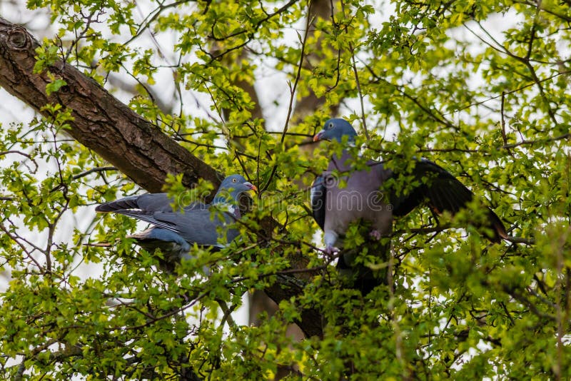 2 wood pigeons fighting in a tree, on a spring day. 2 wood pigeons fighting in a tree, on a spring day.