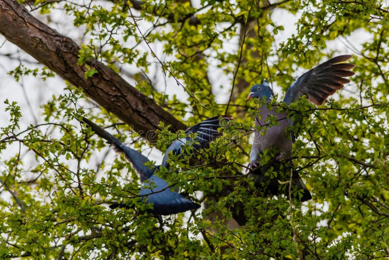 2 wood pigeons fighting in a tree, on a spring day. 2 wood pigeons fighting in a tree, on a spring day.