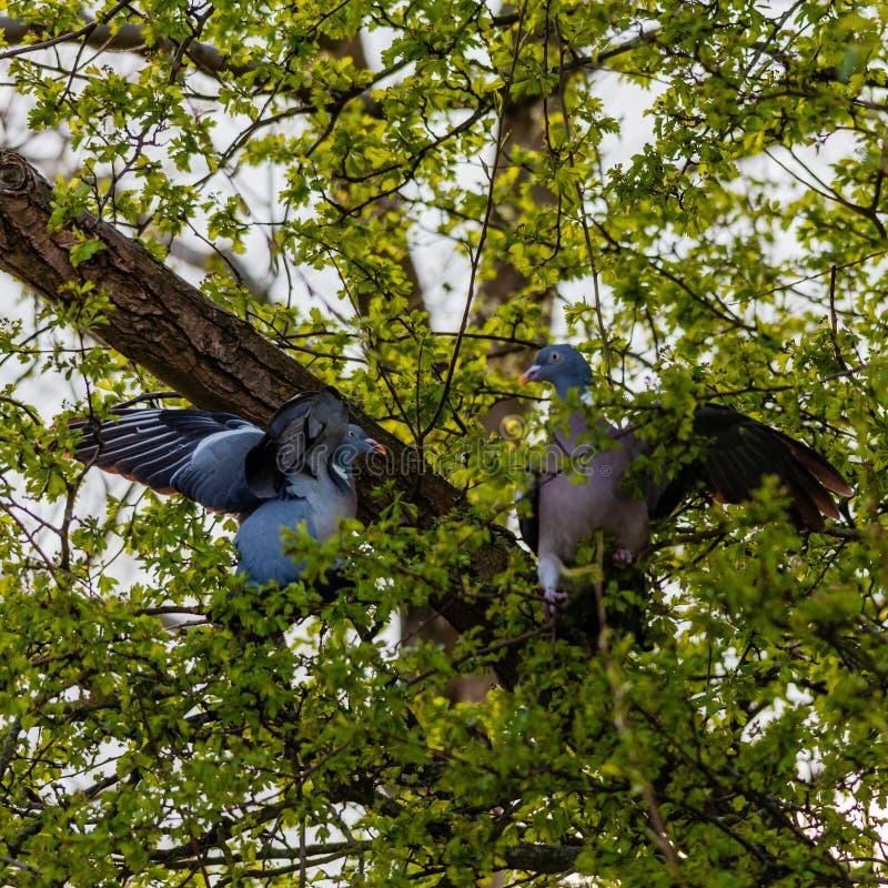 2 wood pigeons fighting in a tree, on a spring day. 2 wood pigeons fighting in a tree, on a spring day.