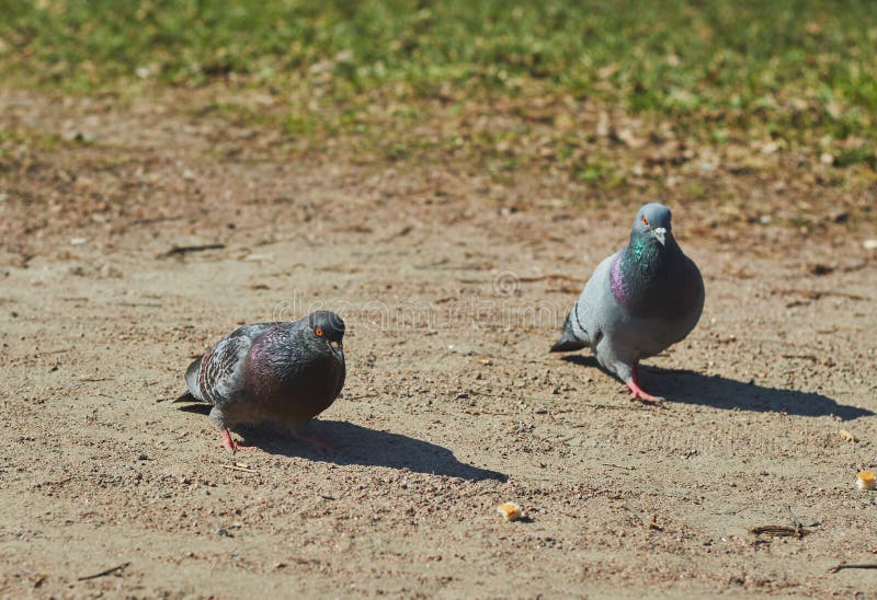 2 pigeons a boy and a girl are walking in the park in clear weather. 2 pigeons a boy and a girl are walking in the park in clear weather.