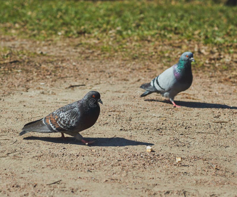 2 pigeons a boy and a girl are walking in the park in clear weather. 2 pigeons a boy and a girl are walking in the park in clear weather.