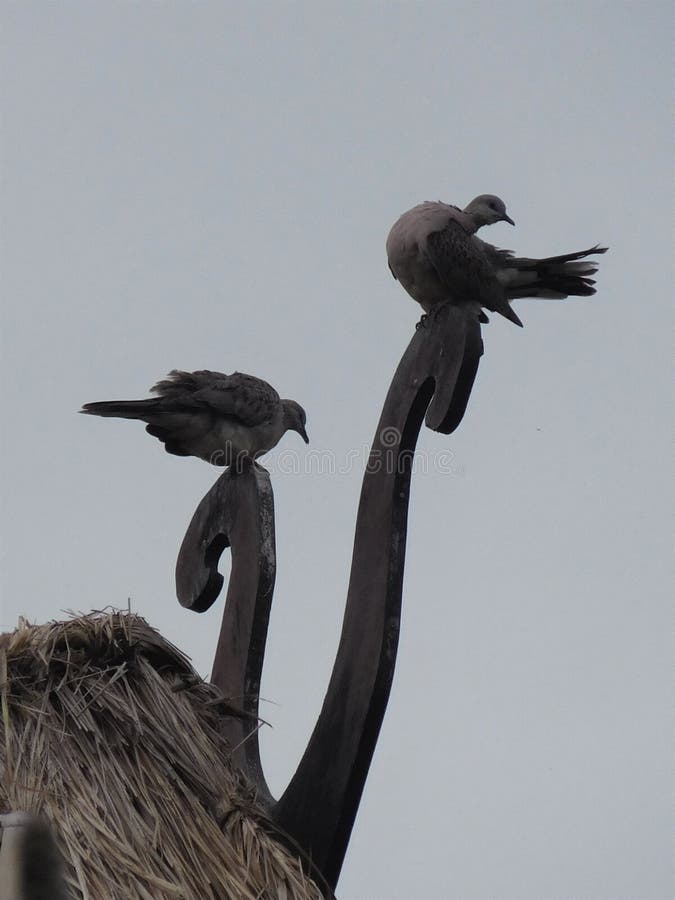 Two pigeons perched at dusk on a carved wooden roof ornament on a hay thatched roof in Bali. Two pigeons perched at dusk on a carved wooden roof ornament on a hay thatched roof in Bali