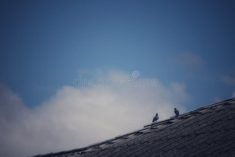 2 pigeons on tiled roof background morning sky with bright white clouds. 2 pigeons on tiled roof background morning sky with bright white clouds.