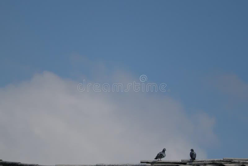 2 pigeons on tiled roof background morning sky with bright white clouds. 2 pigeons on tiled roof background morning sky with bright white clouds