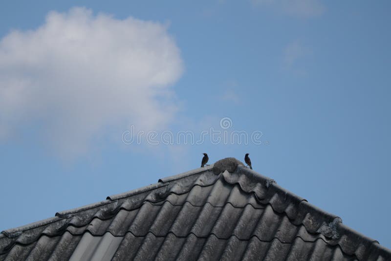 2 pigeons on tiled roof background morning sky with bright white clouds. 2 pigeons on tiled roof background morning sky with bright white clouds