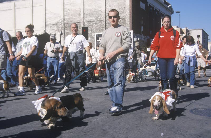 Гончие таксы маршируя на Doo Dah проходят парадом, Пасадина, Калифорния