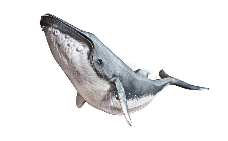 Горбатый кит на изолированной белой предпосылке