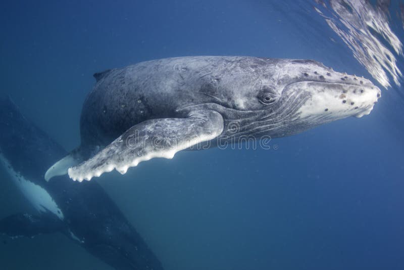 Горбатый кит на поверхности