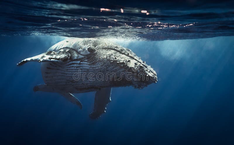 Горбатый кит - Остров Реюньон 2104