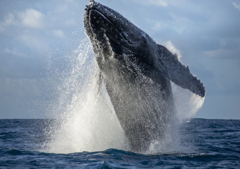 Humpback whale jumps out of the water. Beautiful jump. A rare photograph. Madagascar. St. Mary`s Island. An excellent illustration. Humpback whale jumps out of the water. Beautiful jump. A rare photograph. Madagascar. St. Mary`s Island. An excellent illustration.