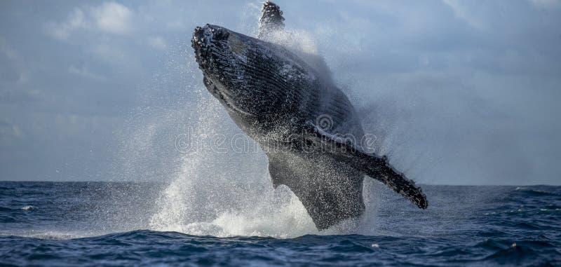 Humpback whale jumps out of the water. Beautiful jump. A rare photograph. Madagascar. St. Mary`s Island. An excellent illustration. Humpback whale jumps out of the water. Beautiful jump. A rare photograph. Madagascar. St. Mary`s Island. An excellent illustration.