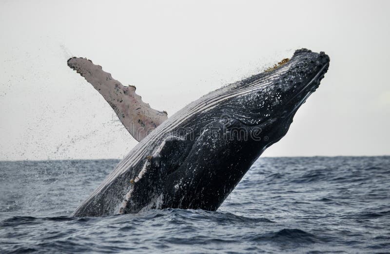 Humpback whale jumps out of the water. Beautiful jump. A rare photograph. Madagascar. St. Mary`s Island. An excellent illustration. Humpback whale jumps out of the water. Beautiful jump. A rare photograph. Madagascar. St. Mary`s Island. An excellent illustration.