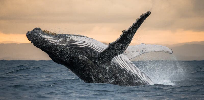 Горбатый кит скачет из воды красивейшая скачка Редкий фотоснимок Мадагаскар Остров ` s St Mary