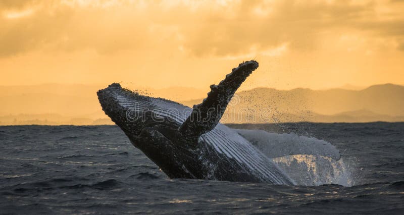 Humpback whale jumps out of the water. Beautiful jump. A rare photograph. Madagascar. St. Mary`s Island. An excellent illustration. Humpback whale jumps out of the water. Beautiful jump. A rare photograph. Madagascar. St. Mary`s Island. An excellent illustration.