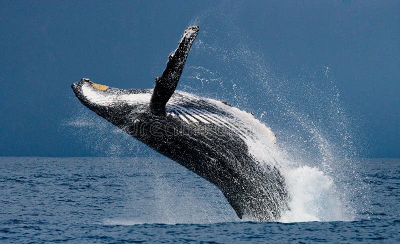 Humpback whale jumps out of the water. Madagascar. St. Mary`s Island. Humpback whale jumps out of the water. Madagascar. St. Mary`s Island.