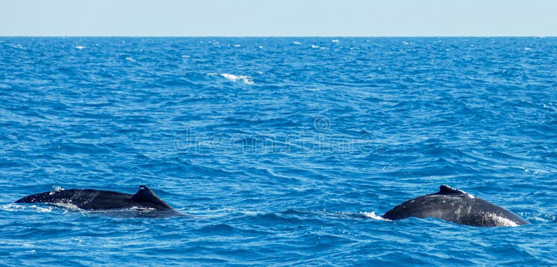 Humpback whales, mother and calf near Fraser Island, Queensland, Australia. Humpback whales, mother and calf near Fraser Island, Queensland, Australia